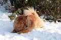 kschnee (1)